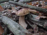 Particolare Funghi visti 0 (5).jpg (61300 byte)