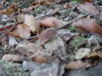 Particolare Funghi visti 0.jpg (62842 byte)