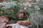 Particolare Funghi visti nascituri.jpg (55364 byte)