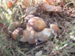 Particolare Funghi visti.jpg (66746 byte)