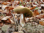 Sasso Pisano part. Castagneti (11).jpg (98720 byte)