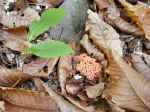 Sasso Pisano part. Castagneti.jpg (96607 byte)