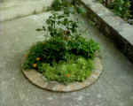 Immagine 019.jpg (69299 byte)