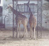 giraffe.jpg (34328 byte)