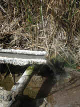 Acqua termale Lagoni di Sasso Pisano PI Italy.jpg (483211 byte)