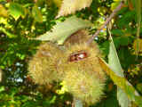 Natura Sasso Pisano.jpg (212589 byte)