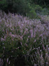 DSC01183.JPG (263561 byte)
