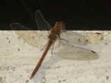 Libellula al sasso.JPG (126531 byte)
