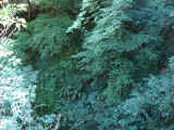 Particolari sentiero Fiume Cornia.jpg (286219 byte)