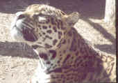 tigre.jpg (28095 byte)