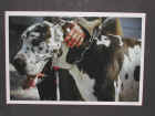 Dscn1919.jpg (34559 byte)