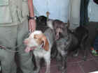 Dscn1823.jpg (34330 byte)
