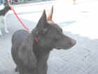 Dscn1832.jpg (26652 byte)