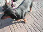 Dscn1856.jpg (46499 byte)