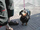 Dscn1857.jpg (53359 byte)