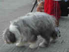 Dscn1866.jpg (35592 byte)