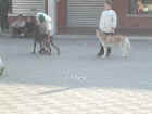 Dscn1870.jpg (37791 byte)