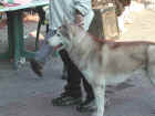 Dscn1886.jpg (39977 byte)