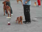 Dscn1887.jpg (38322 byte)
